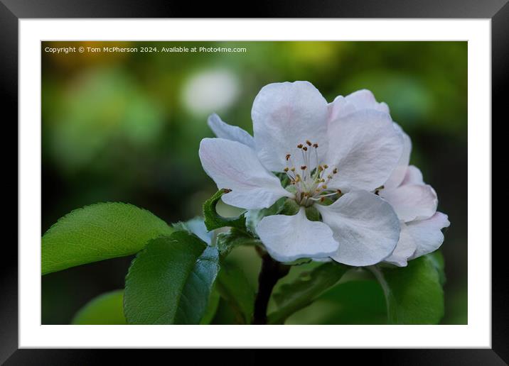 Crab Apple Blossom Framed Mounted Print by Tom McPherson