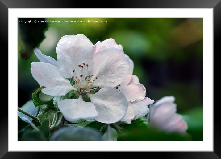 Crab Apple Blossom Framed Mounted Print by Tom McPherson