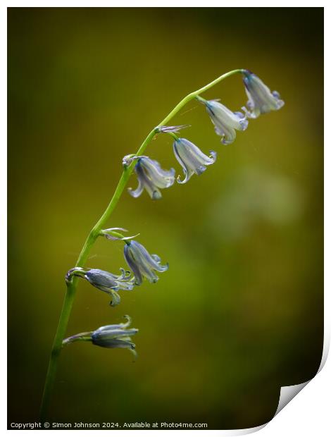 Bluebell flower  Print by Simon Johnson