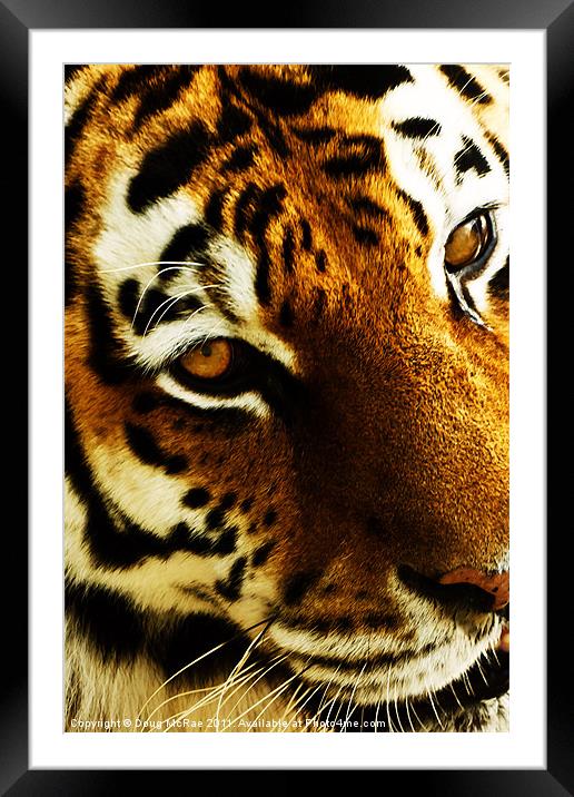Tigers eye Framed Mounted Print by Doug McRae