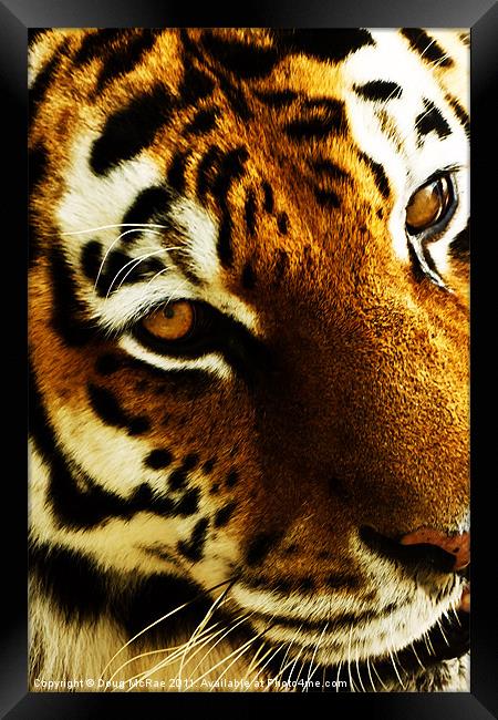 Tigers eye Framed Print by Doug McRae