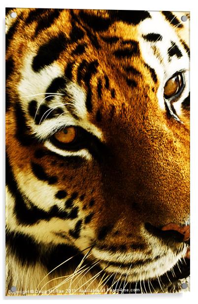 Tigers eye Acrylic by Doug McRae