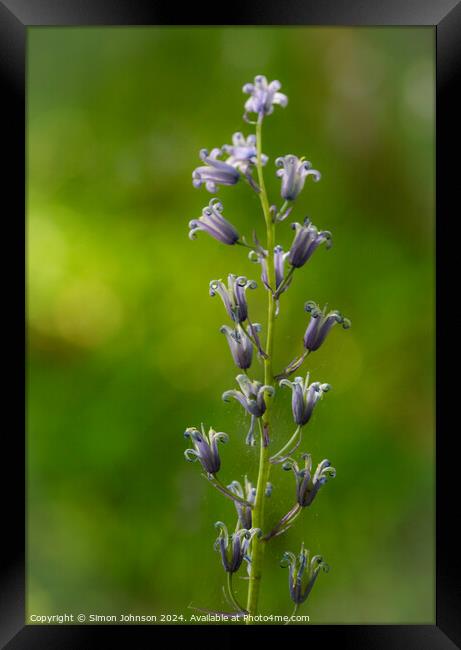 Bluebell flower  Framed Print by Simon Johnson