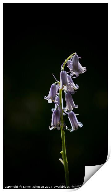A close up of a bluebell flower  Print by Simon Johnson
