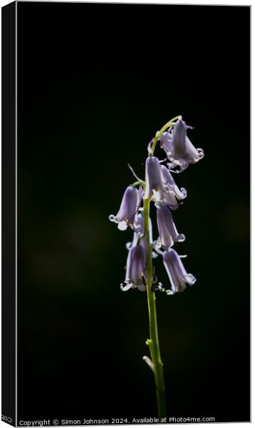 A close up of a bluebell flower Canvas Print by Simon Johnson