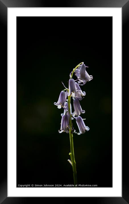 A close up of a bluebell flower Framed Mounted Print by Simon Johnson