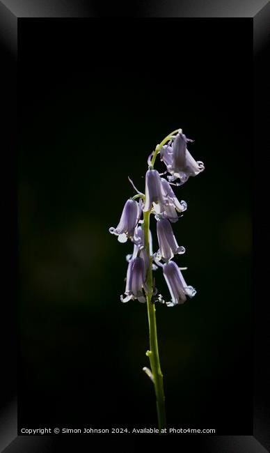 A close up of a bluebell flower Framed Print by Simon Johnson