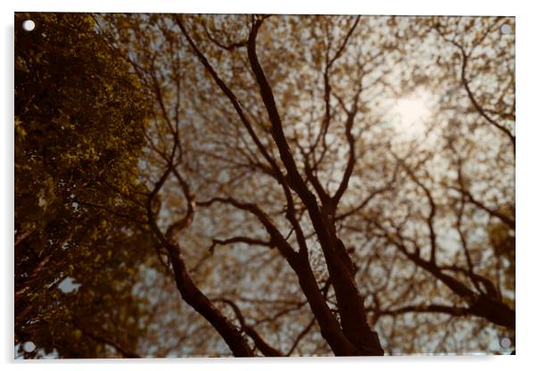 Spring Woodland 01 Acrylic by Glen Allen