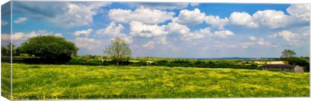 Yellow Buttercup Wild Flower Meadow Panorama Canvas Print by Alice Rose Lenton