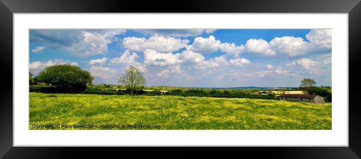 Yellow Buttercup Wild Flower Meadow Panorama Framed Mounted Print by Alice Rose Lenton