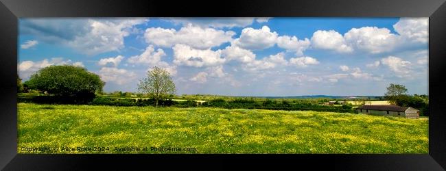 Yellow Buttercup Wild Flower Meadow Panorama Framed Print by Alice Rose Lenton