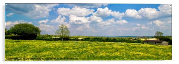 Yellow Buttercup Wild Flower Meadow Panorama Acrylic by Alice Rose Lenton