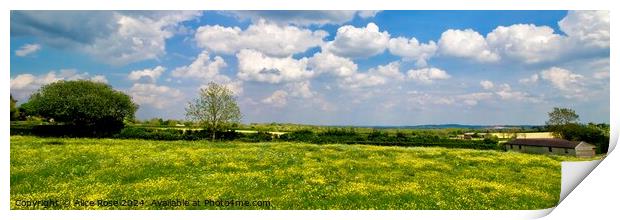 Yellow Buttercup Wild Flower Meadow Panorama Print by Alice Rose Lenton