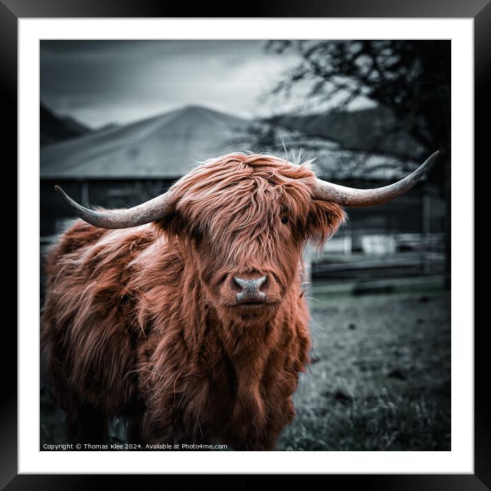 Portrait of a Scottish Highland cow on a farm in the Black Forest in Germany Framed Mounted Print by Thomas Klee