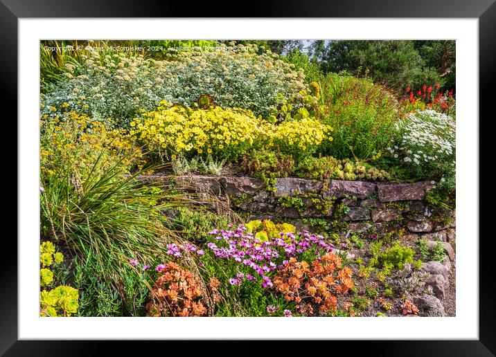 Summer flowers, Inverewe Garden, Poolewe, Scotland Framed Mounted Print by Angus McComiskey