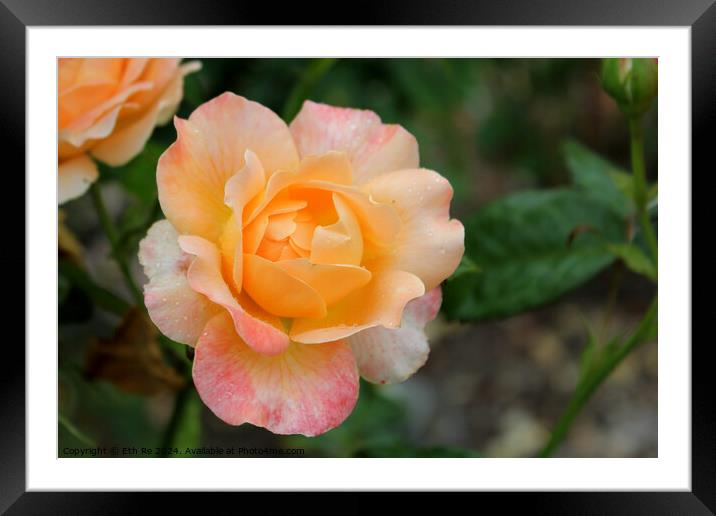 Orange rose Framed Mounted Print by Eth Re