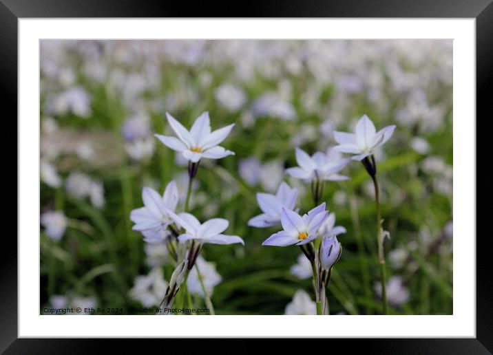 Petite white flowers Framed Mounted Print by Eth Re