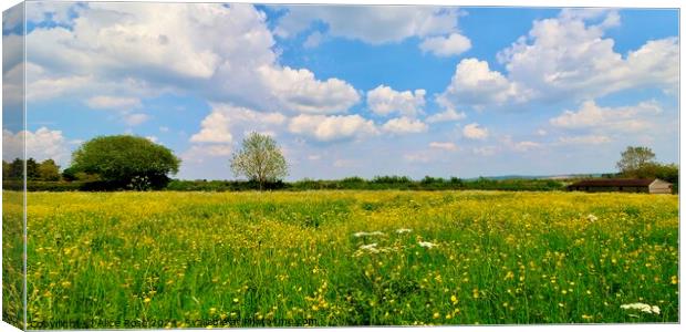 Yellow Buttercup Wildflower Meadow Canvas Print by Alice Rose Lenton