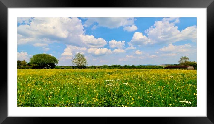 Yellow Buttercup Wildflower Meadow Framed Mounted Print by Alice Rose Lenton