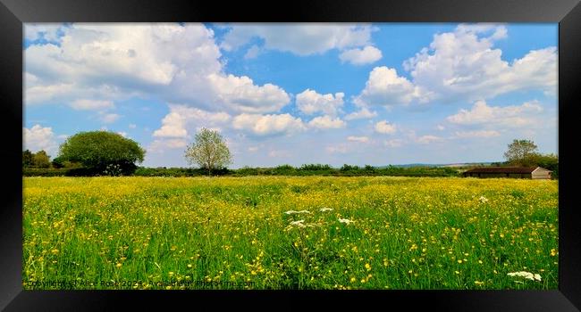 Yellow Buttercup Wildflower Meadow Framed Print by Alice Rose Lenton