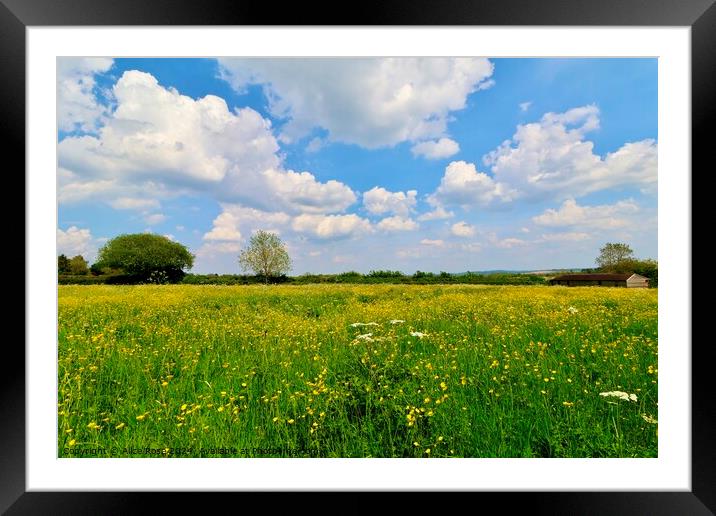 Yellow Buttercup Wild Flower Meadow Panorama Framed Mounted Print by Alice Rose Lenton