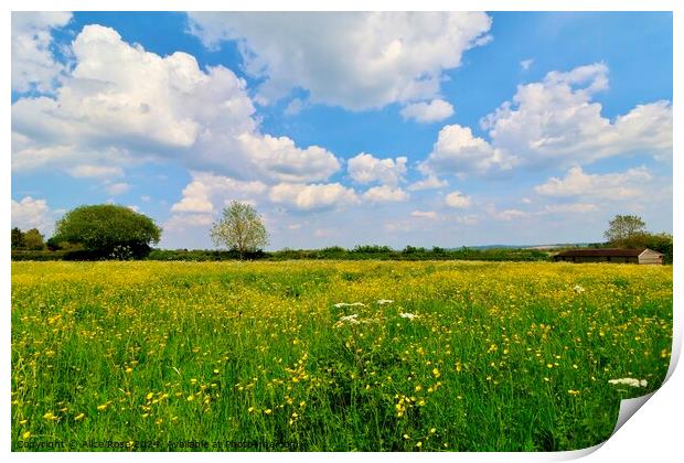 Yellow Buttercup Wild Flower Meadow Panorama Print by Alice Rose Lenton