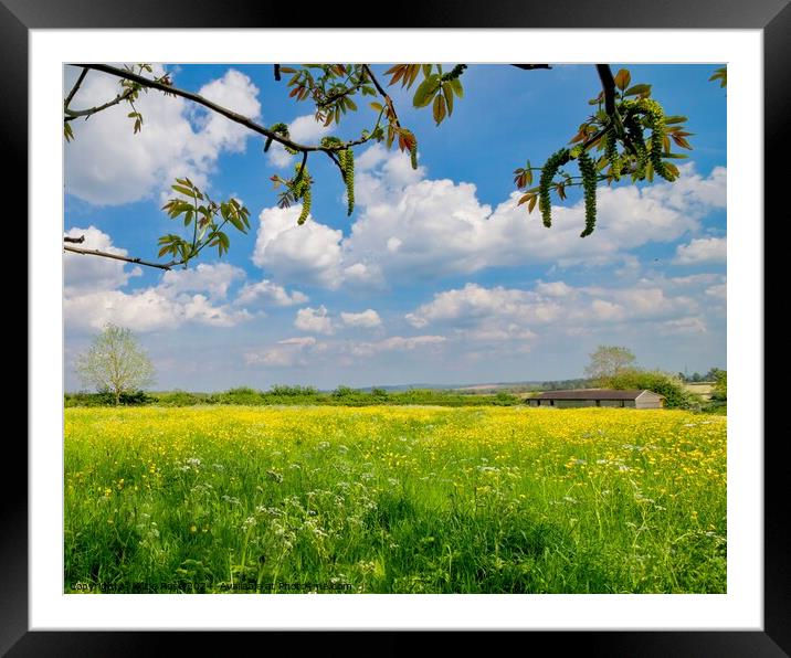 Yellow Buttercup Wild Flower Meadow Framed Mounted Print by Alice Rose Lenton