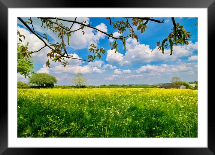 Yellow Buttercups and Walnut Catkins Wildflowers Framed Mounted Print by Alice Rose Lenton