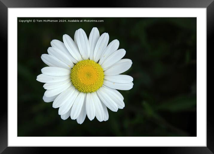 Plant flower Framed Mounted Print by Tom McPherson