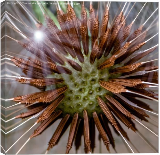 The Intricacies of the Dandelion 'Clock' Canvas Print by Tom McPherson