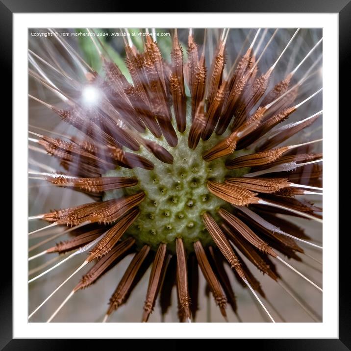 The Intricacies of the Dandelion 'Clock' Framed Mounted Print by Tom McPherson