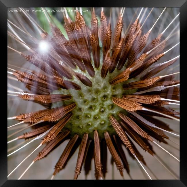The Intricacies of the Dandelion 'Clock' Framed Print by Tom McPherson