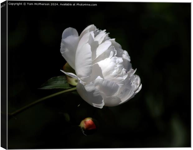 A ‘peony rose’  Canvas Print by Tom McPherson