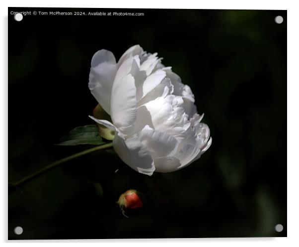 A ‘peony rose’  Acrylic by Tom McPherson