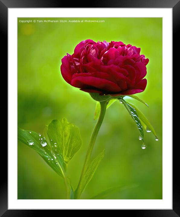 A ‘peony rose’  Framed Mounted Print by Tom McPherson