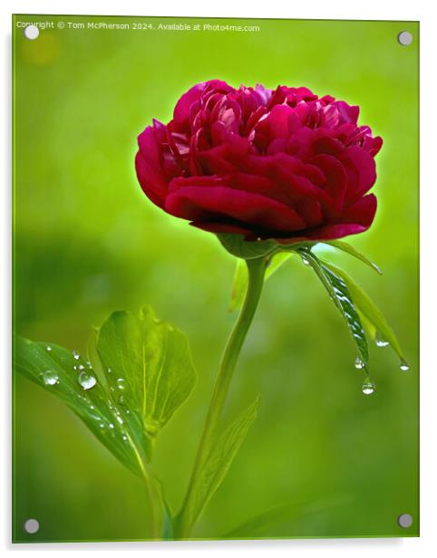 A ‘peony rose’  Acrylic by Tom McPherson