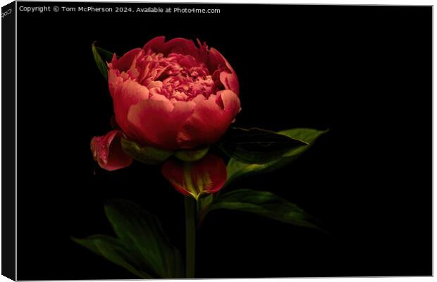A ‘peony rose’  Canvas Print by Tom McPherson