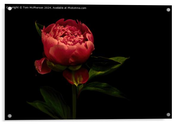 A ‘peony rose’  Acrylic by Tom McPherson