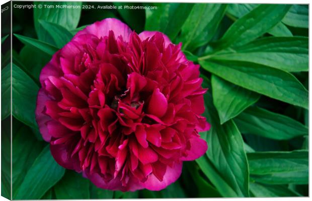 A ‘peony rose’  Canvas Print by Tom McPherson