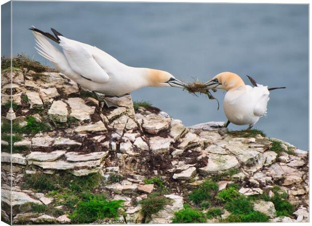 Gannets Fighting over Nest Canvas Print by chris hyde