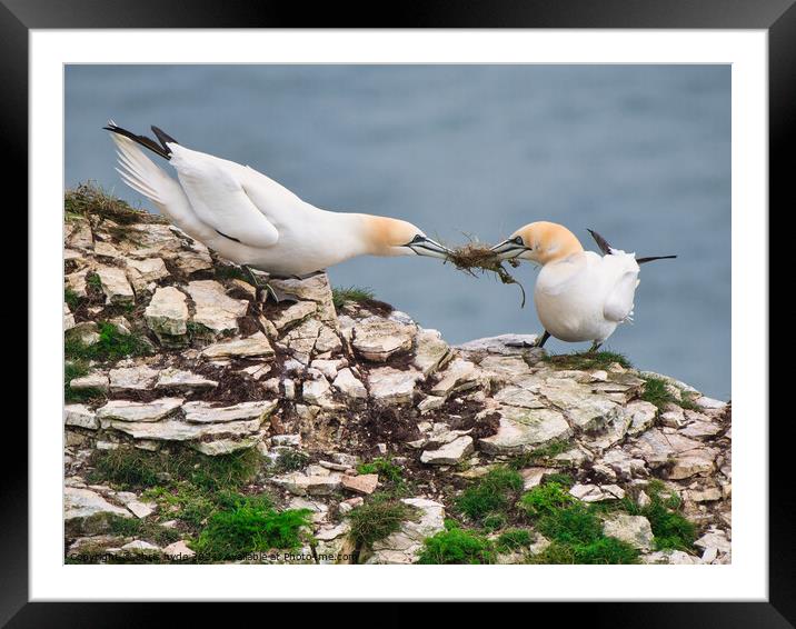 Gannets Fighting over Nest Framed Mounted Print by chris hyde