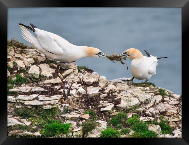 Gannets Fighting over Nest Framed Print by chris hyde