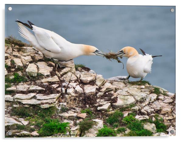 Gannets Fighting over Nest Acrylic by chris hyde