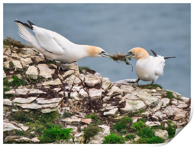 Gannets Fighting over Nest Print by chris hyde