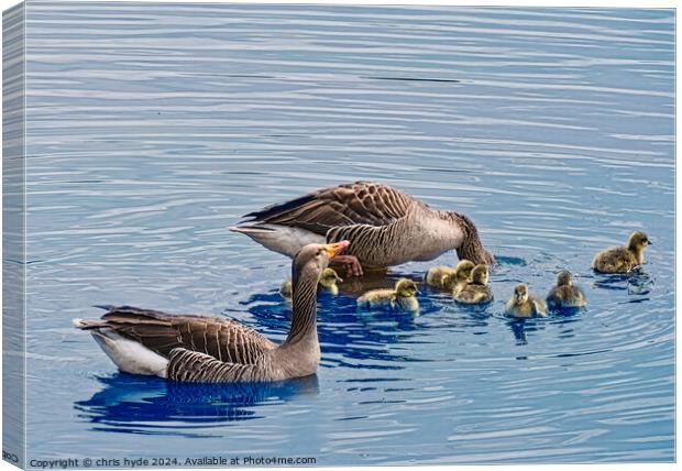 GrayLag Geese Family Canvas Print by chris hyde