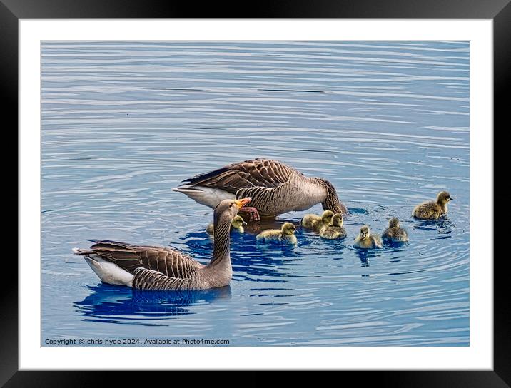 GrayLag Geese Family Framed Mounted Print by chris hyde