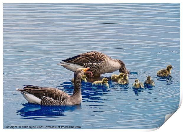 GrayLag Geese Family Print by chris hyde
