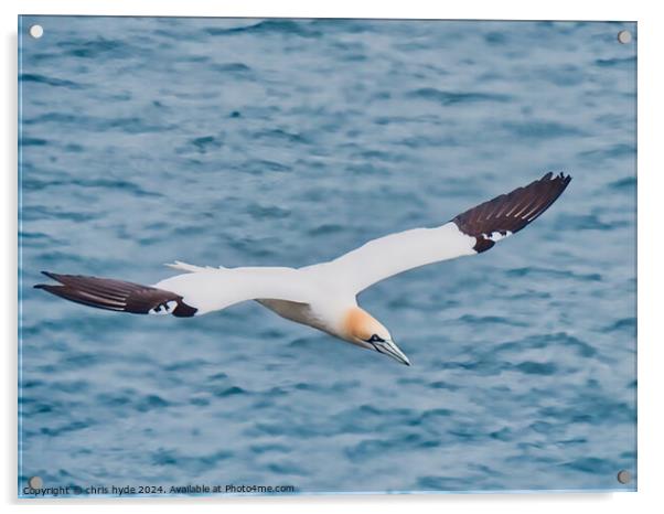 Gannet Flying Acrylic by chris hyde