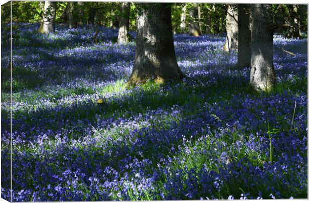 Kinclaven Bluebell Wood Canvas Print by Karl Oparka