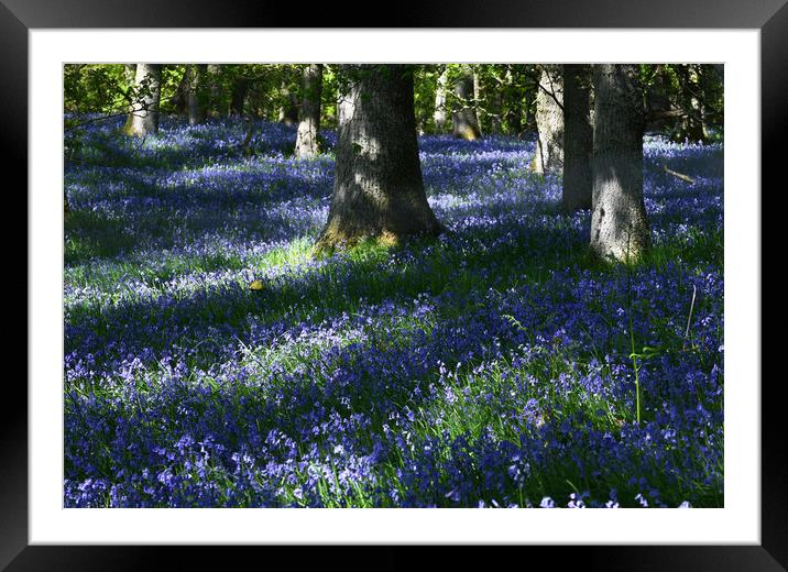 Kinclaven Bluebell Wood Framed Mounted Print by Karl Oparka
